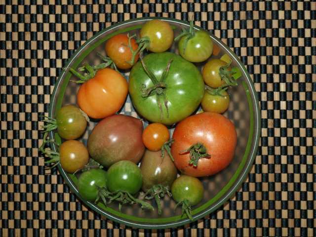 Tomaten12102009.jpg