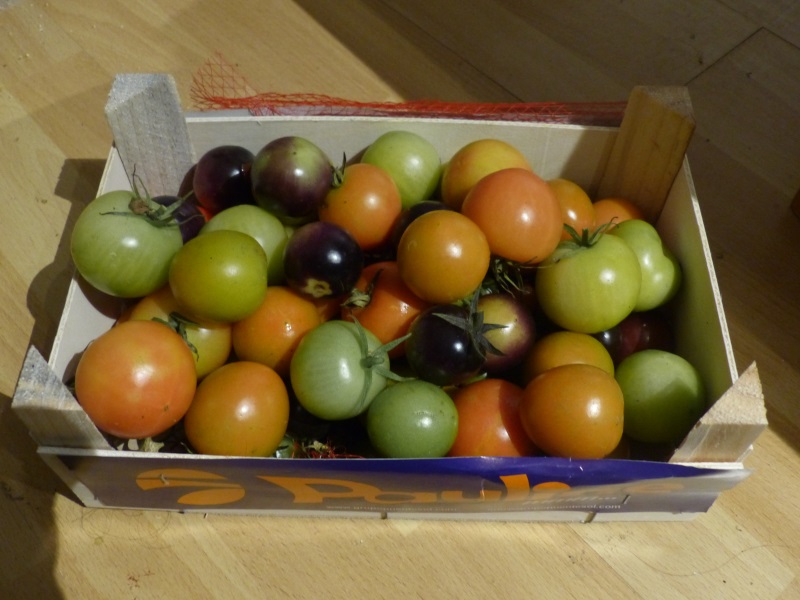 tomaten1511.jpg