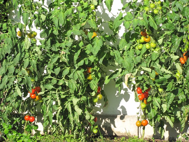 Tomaten20090726_2.JPG