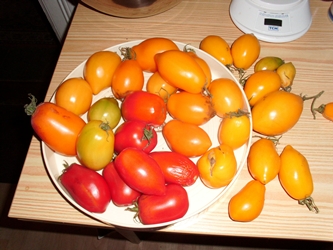 tomaten333x250.JPG