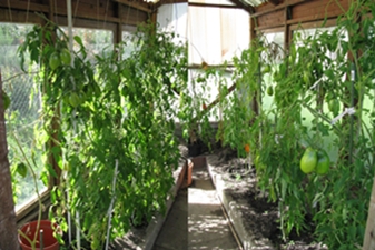 Tomaten337x225.JPG