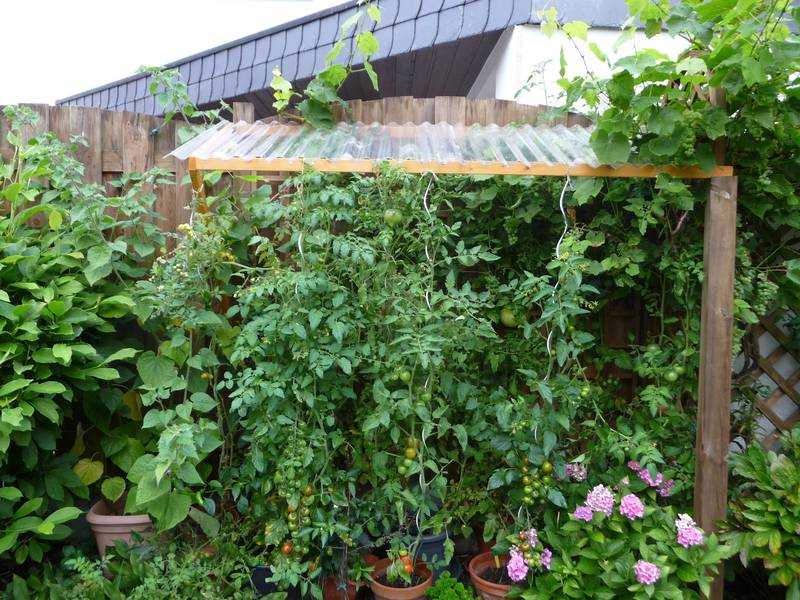 Tomatendach rechts 2013-09-12.jpg