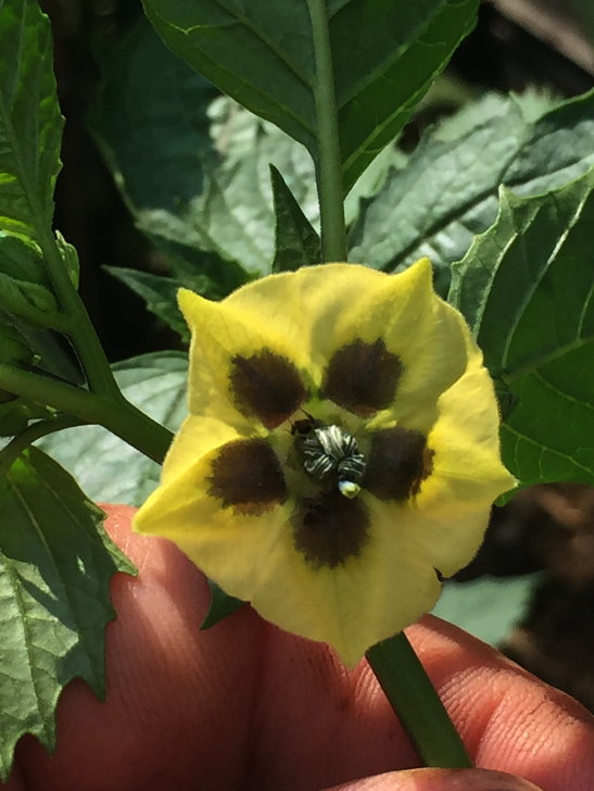 Tomatillo blüte.jpg