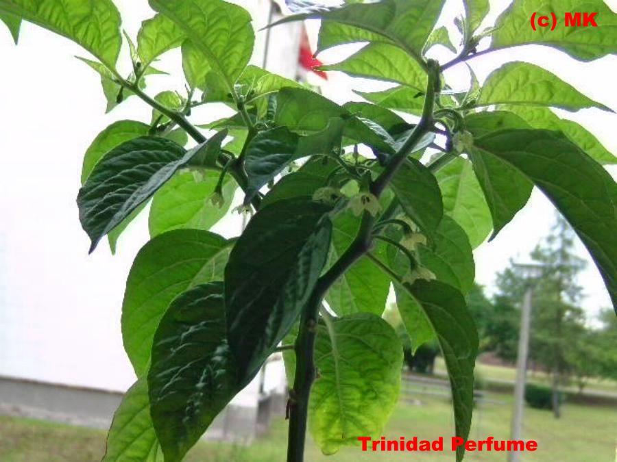 Trinidad Perfume.jpg