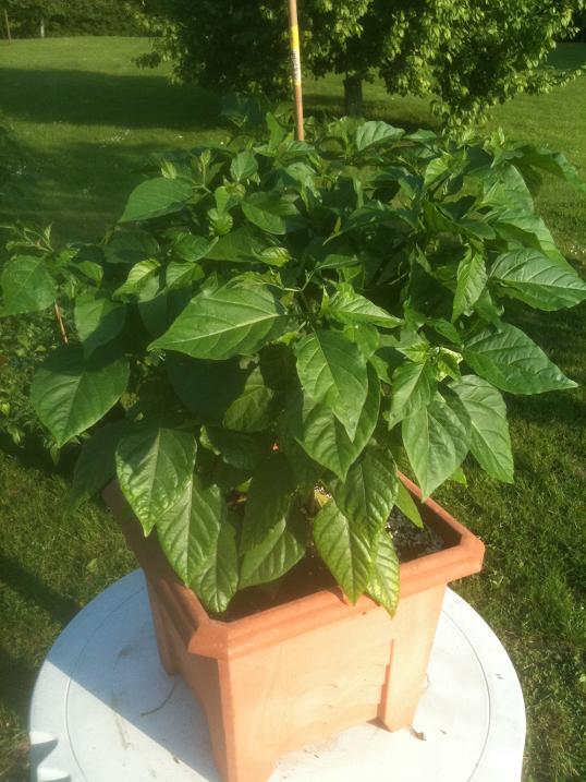 Trinidad Scorpion Butch T 1,5.6.13.JPG