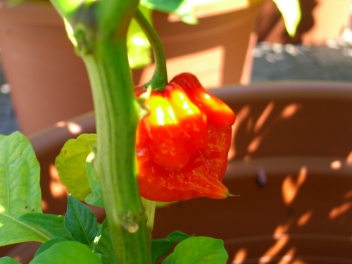 Trinidad Scorpion Butch-T.JPG