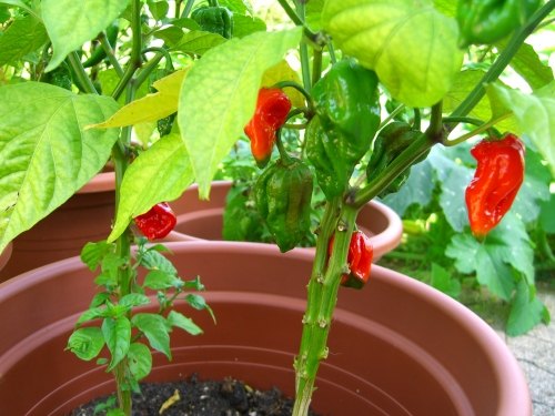 Trinidad Scorpion Butch-T.JPG