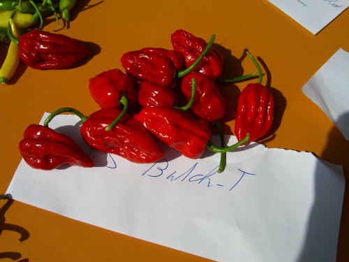 Trinidad Scorpion Butch-T.JPG