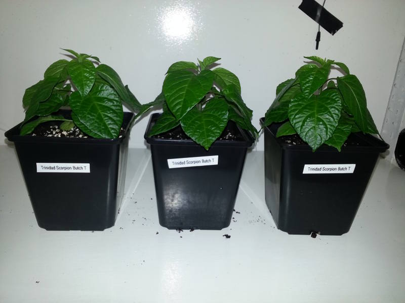 trinidad scorpion butch t1.jpg