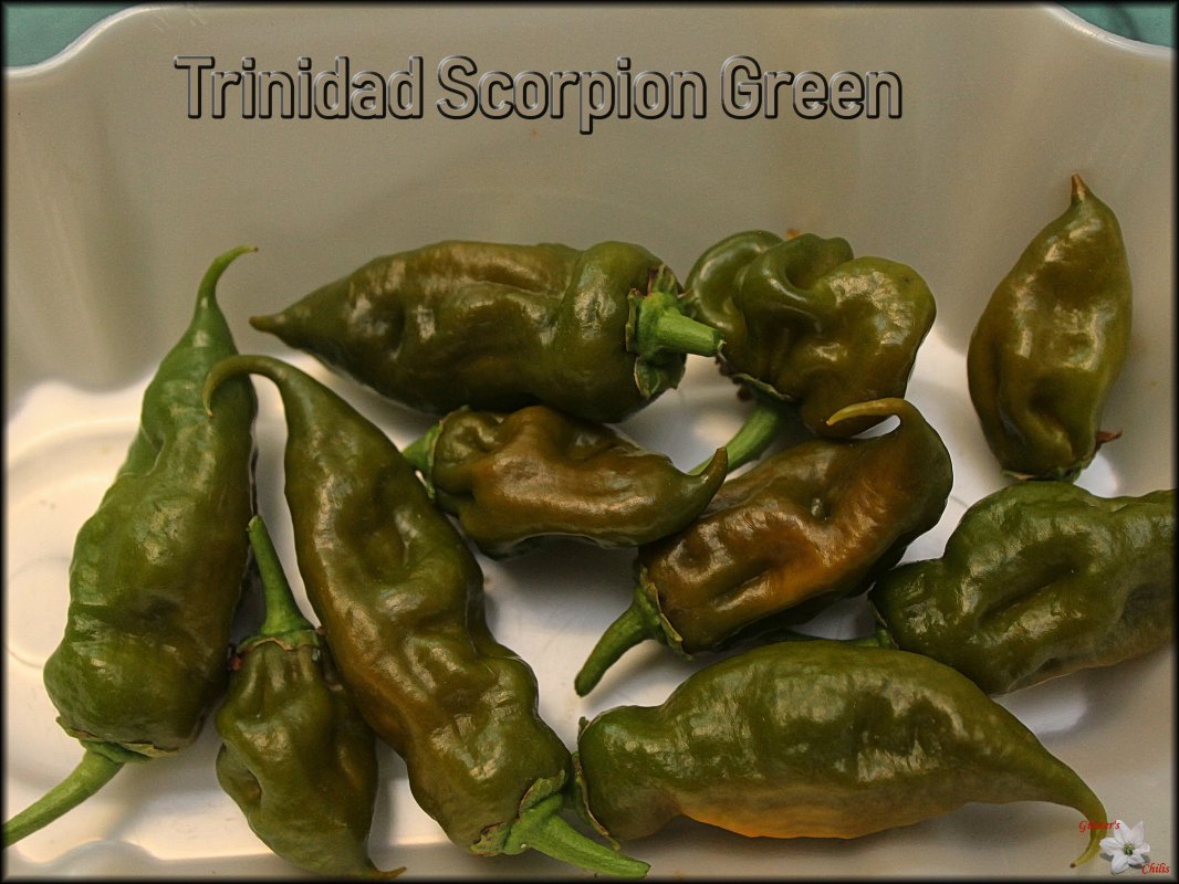 Trinidad Scorpion green 21082018.jpg