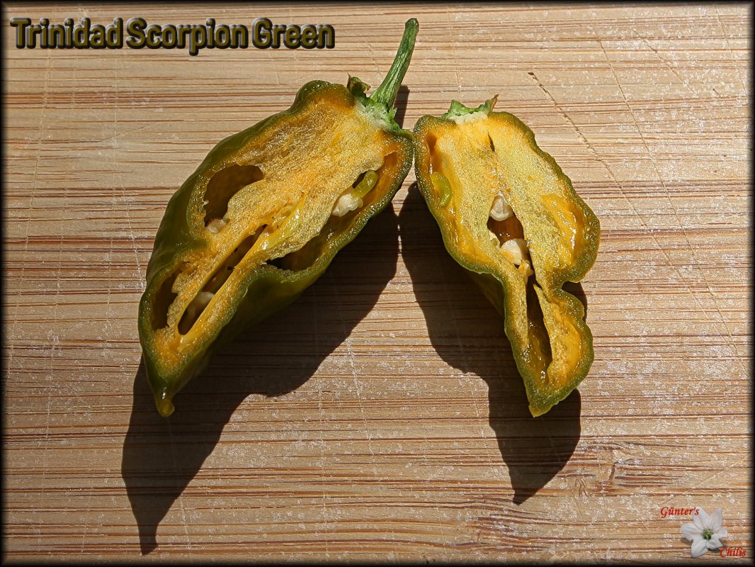 Trinidad Scorpion Green Anschnitt.JPG