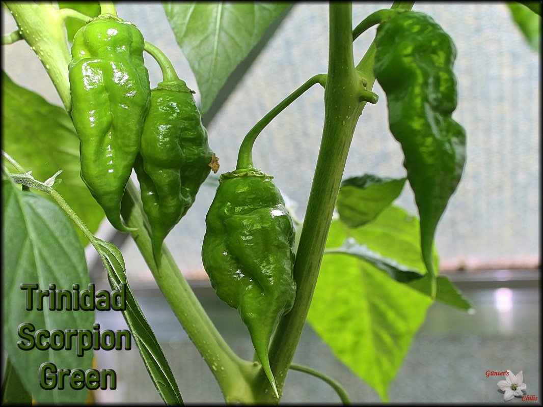 Trinidad Scorpion Green_11082018.JPG