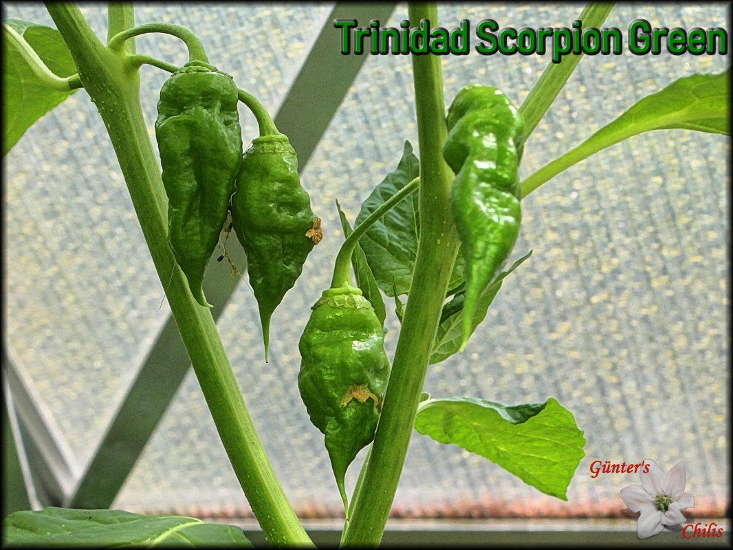Trinidad Scorpion Green_19072018.JPG