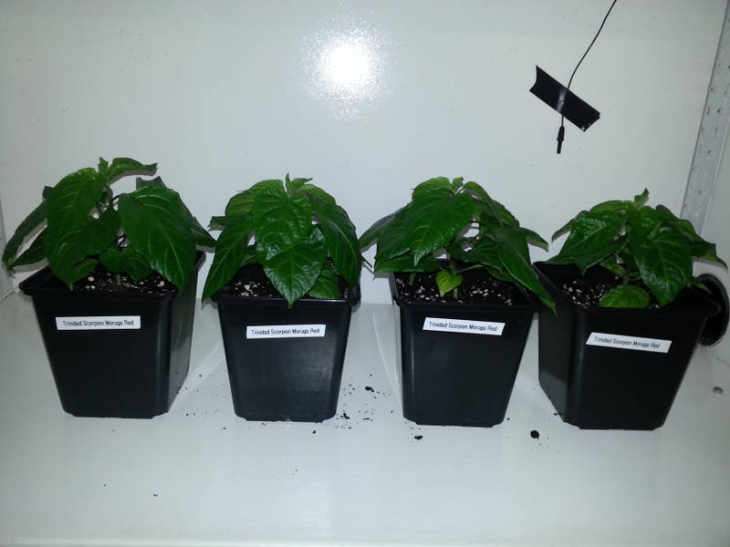 trinidad scorpion moruga red1.jpg