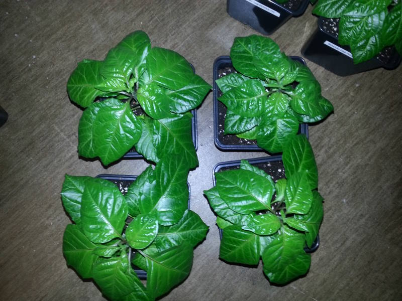 trinidad scorpion moruga red2.jpg