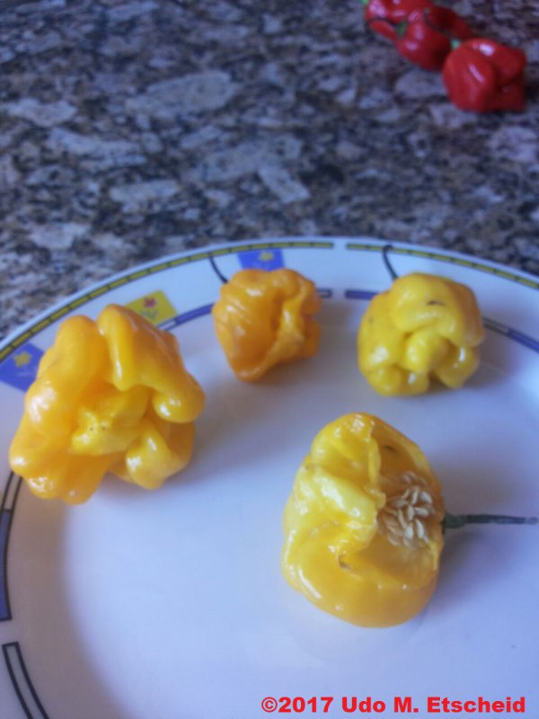 Trinidad_Scorpion_Moruga_Yellow_1_ok.jpg