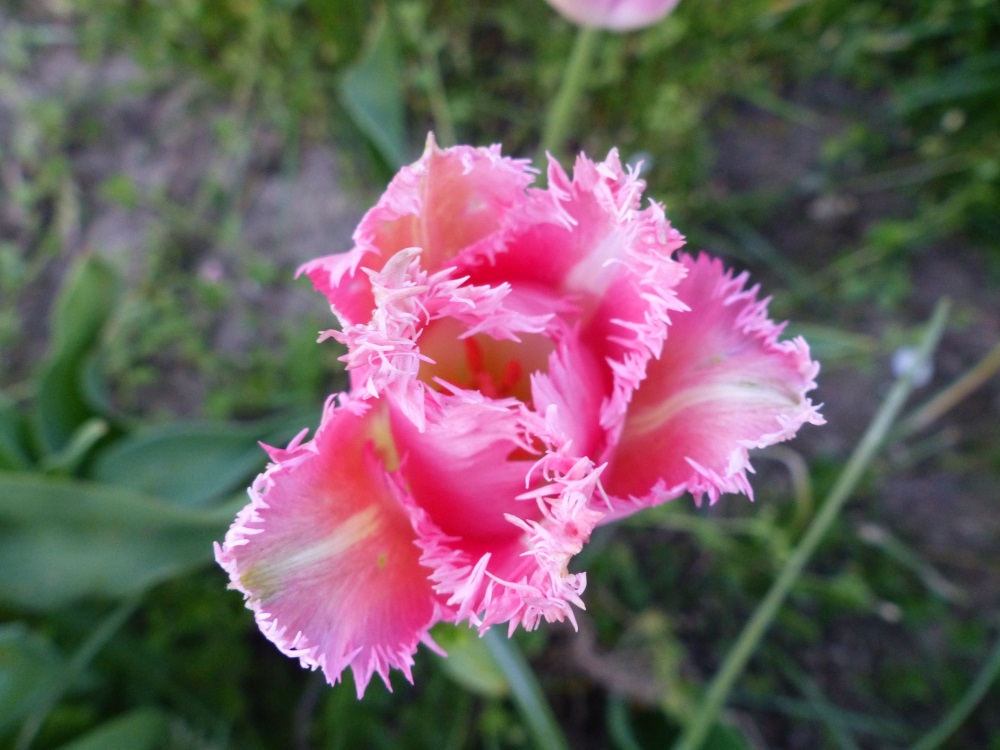 tulpe3.jpg