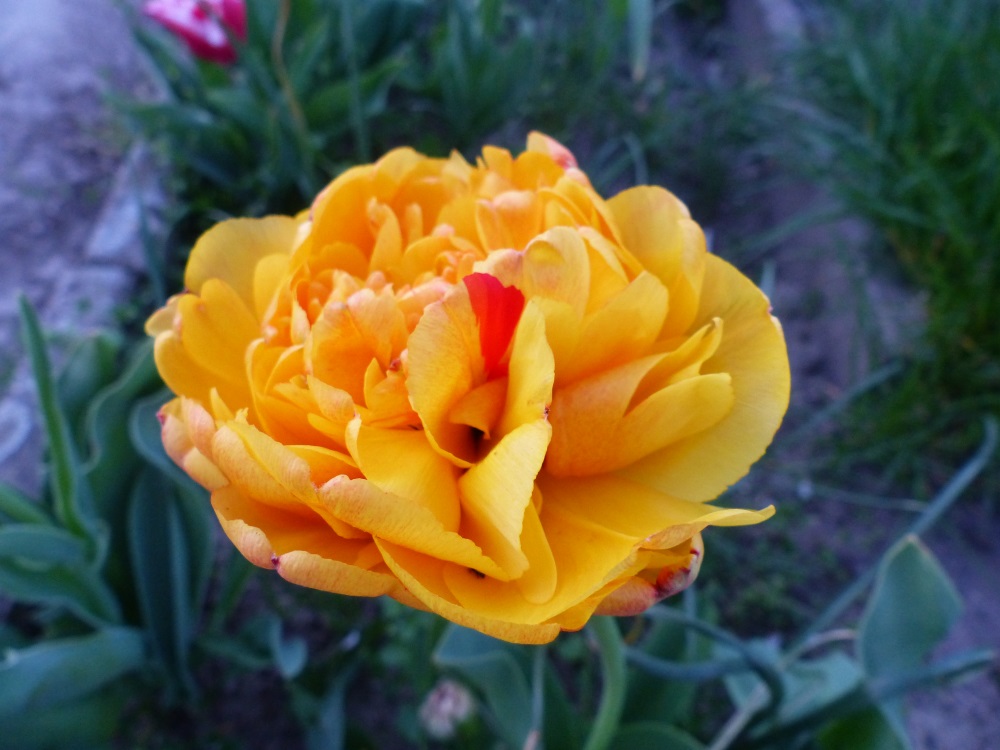 tulpe4.jpg