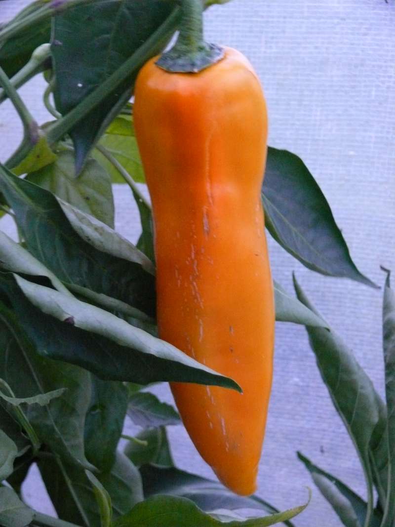 Unbekannt_evtl.Habanero Mega 1 gelb (1).jpg