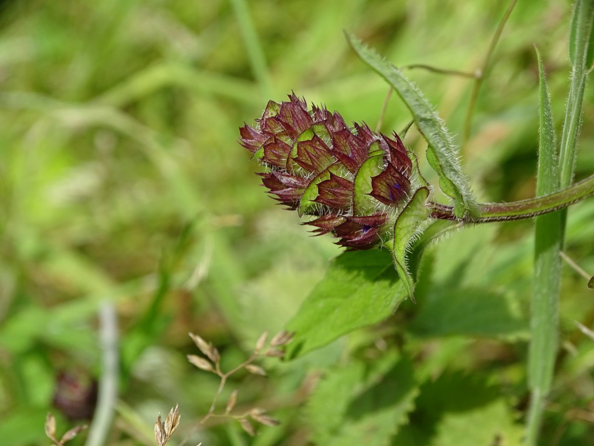 unbekannte Blüte b.JPG