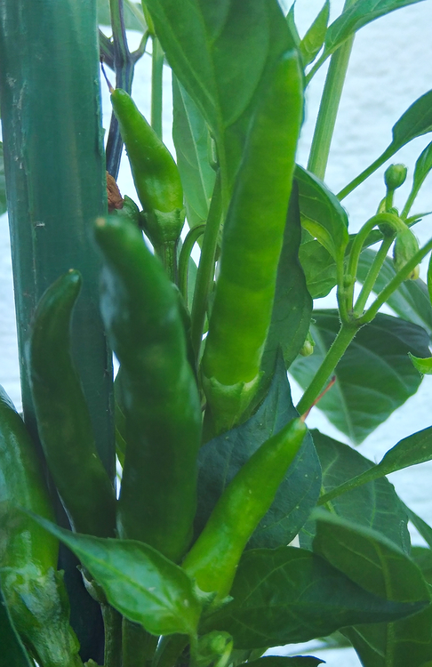 unbekChili260623.jpg