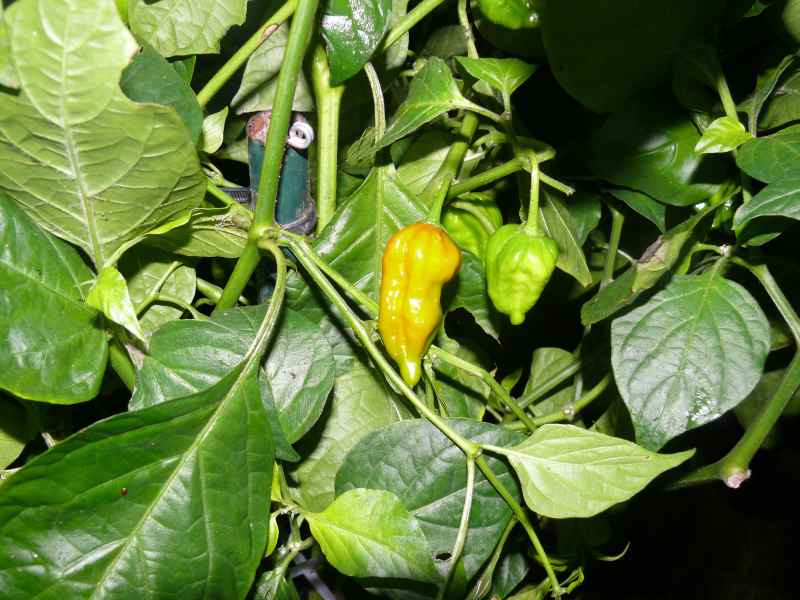 ÜW Naga Morich P1170448.jpg