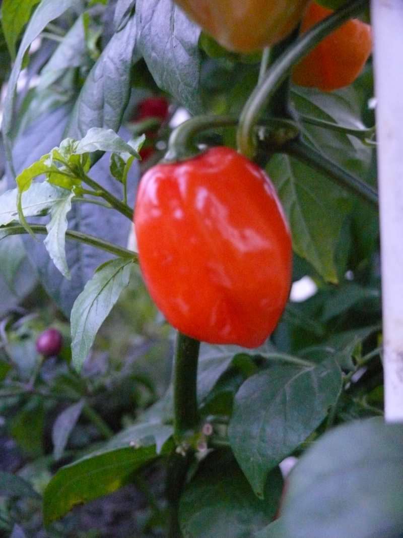 ÜW__Habanero Caribian RED.jpg