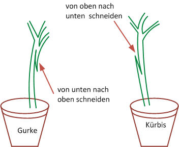 Veredeln Gurke Kürbis.jpg