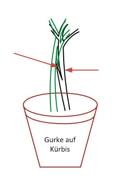 Veredeln Gurke Kürbis schritt 2.jpg