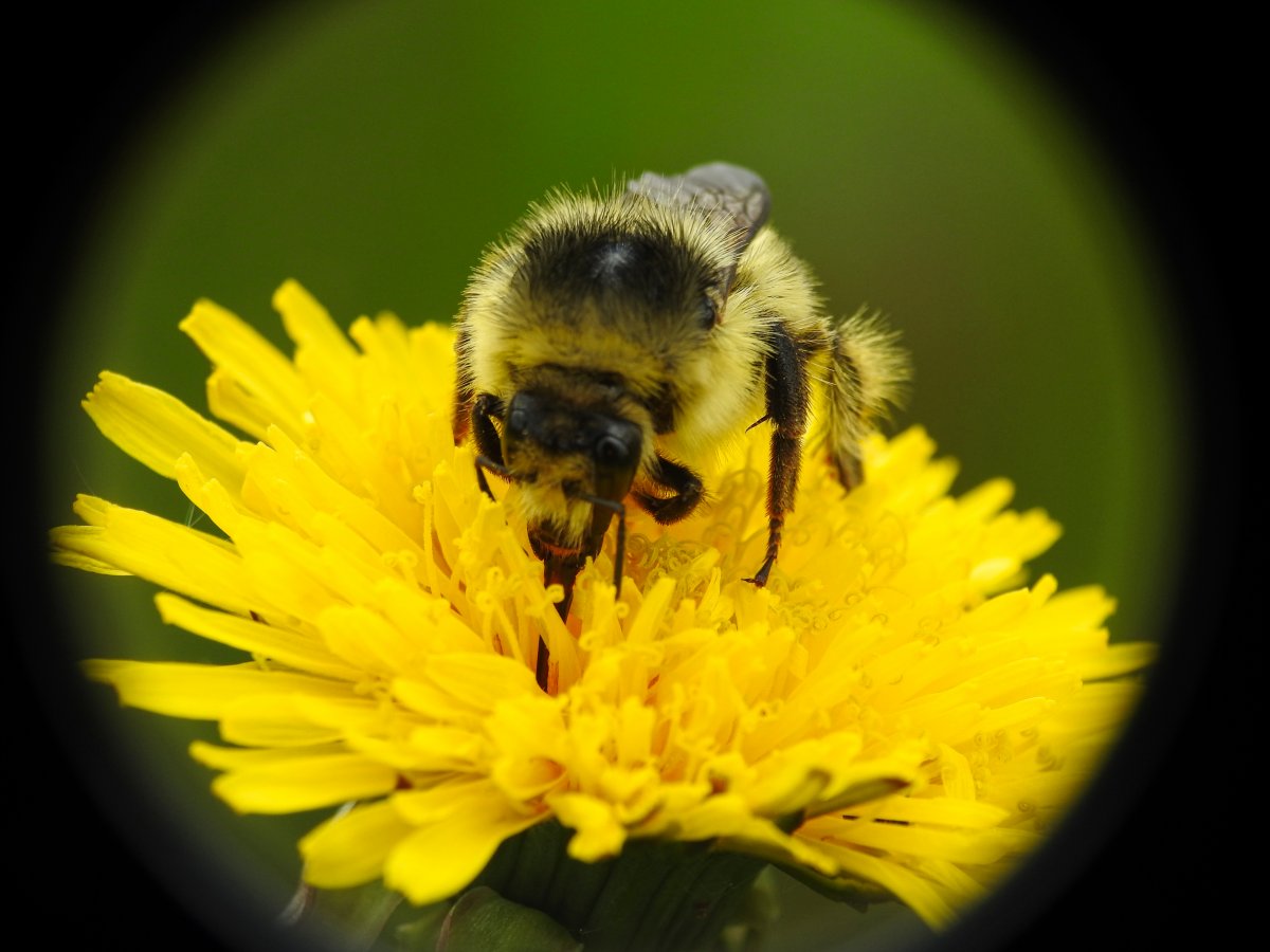 Waldhummel.jpg