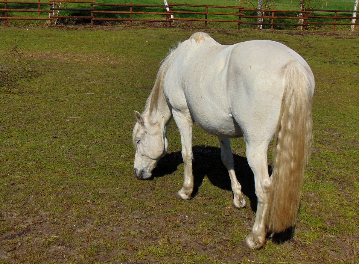 weisses_Pferd-Hekelermoor.jpg