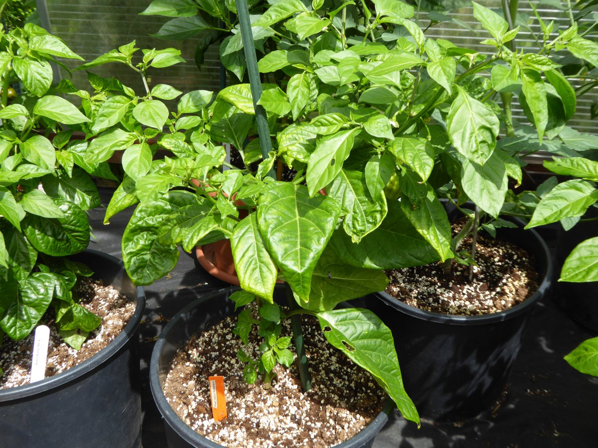 West Indian Habanero 01.JPG