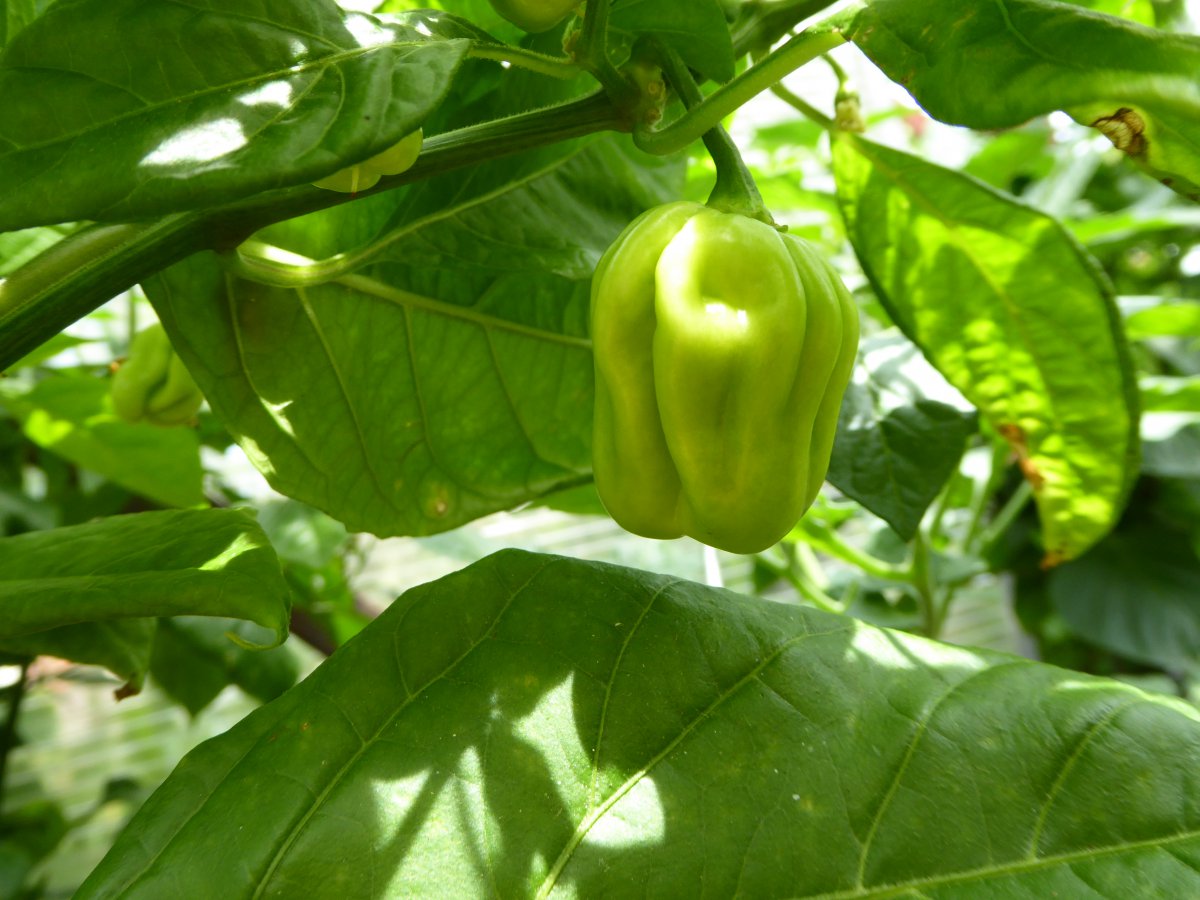 West Indian Habanero 02.JPG