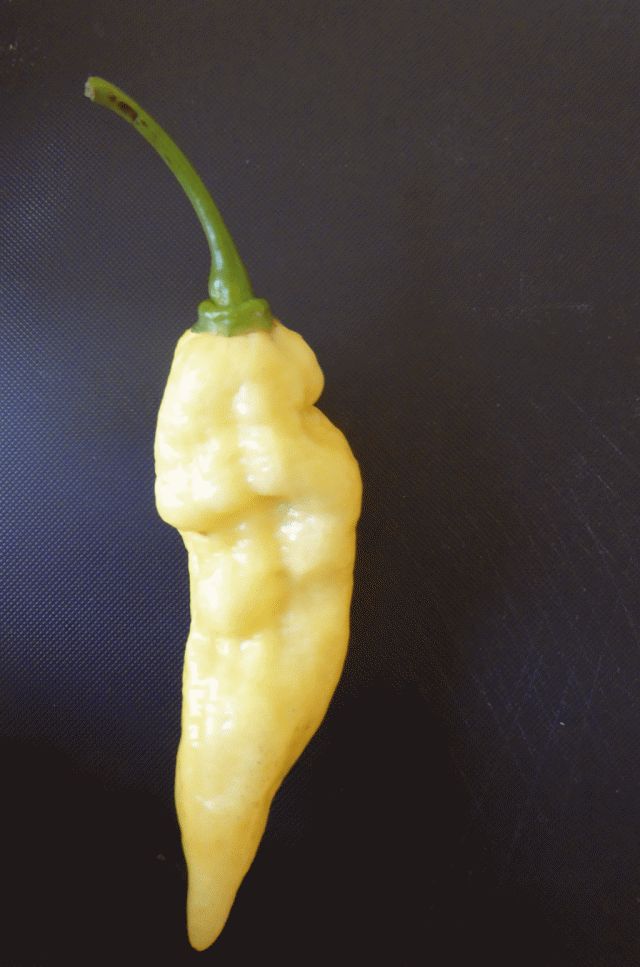 White Bhut Jolokia.jpg