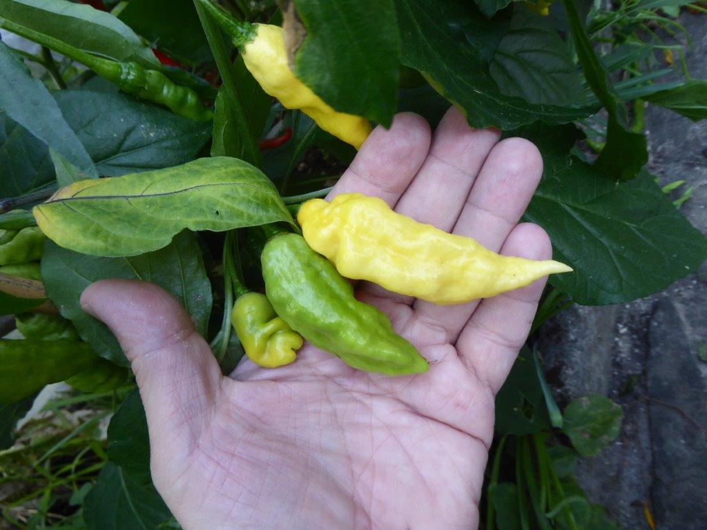 White bhut Jolokia.jpg