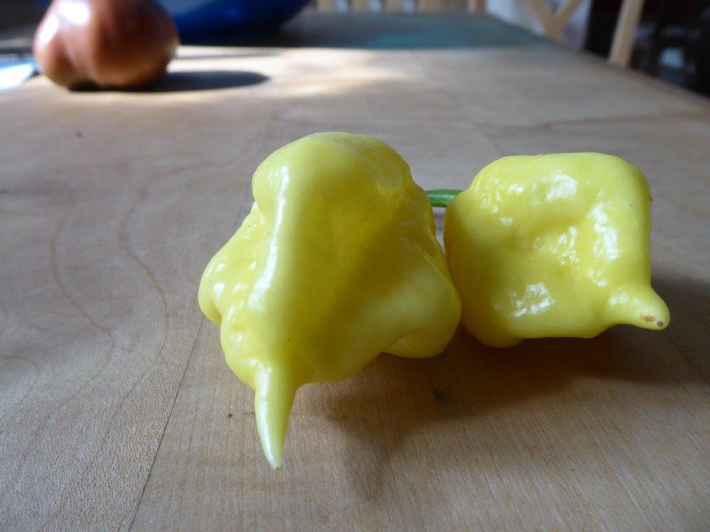 White Moruga 1.jpg