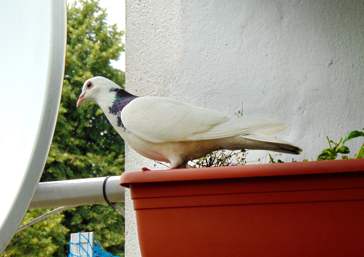 White_dove-1.jpg