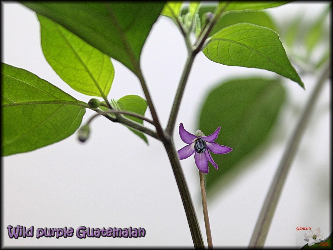 Wild purple Guatemalan 05062018.JPG