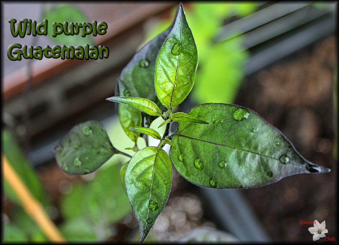 Wild purple Guatemalan 10052018.JPG