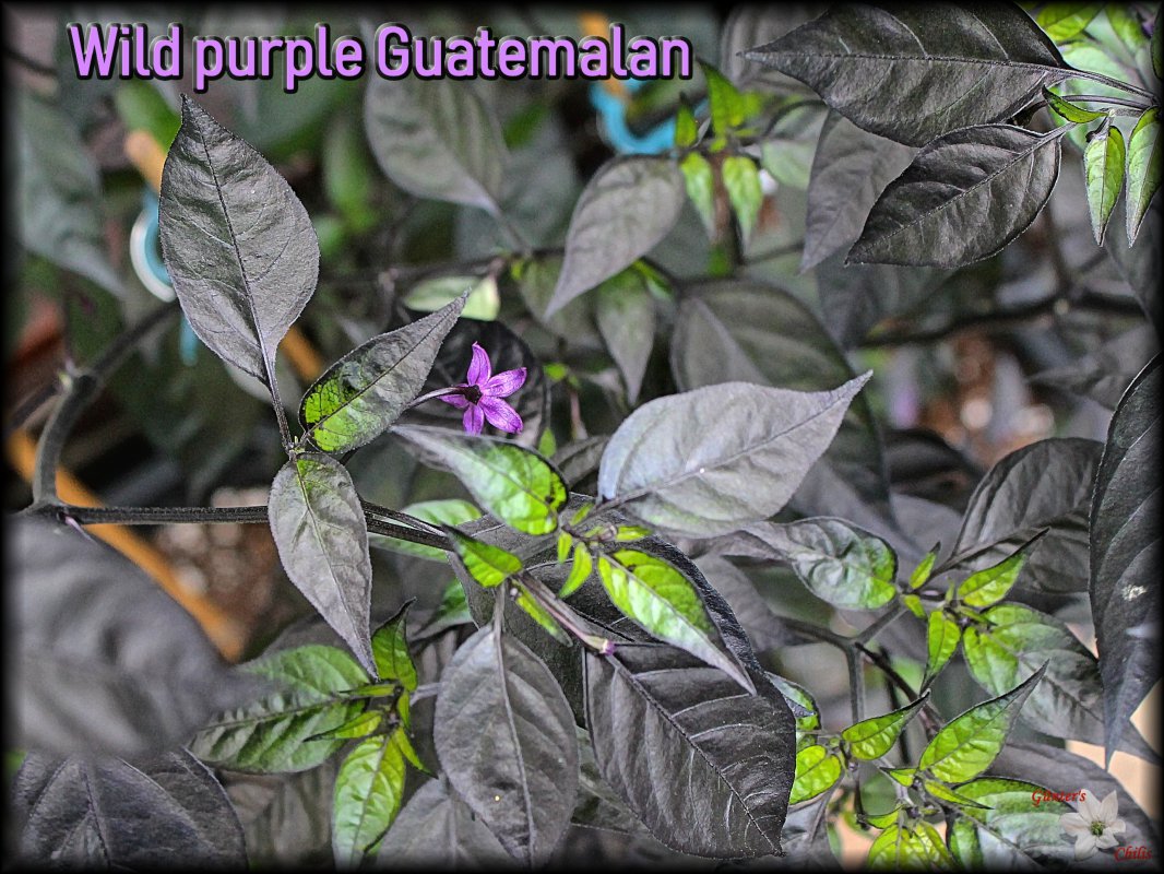 Wild purple Guatemalan 22062018.JPG