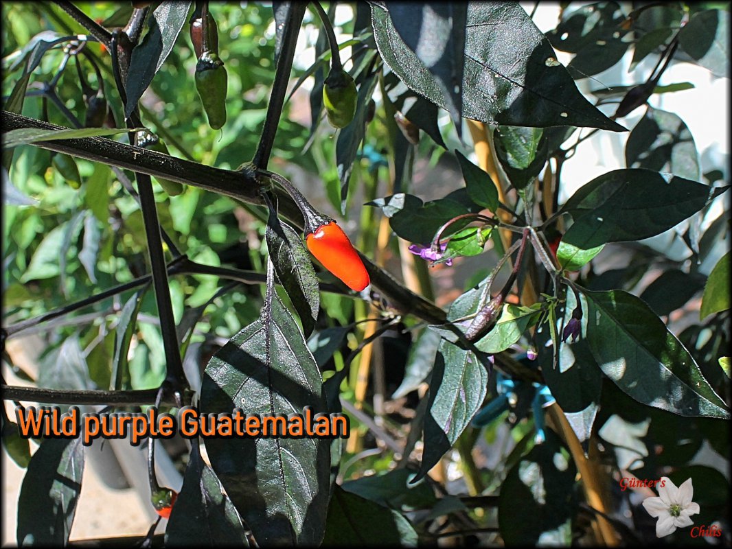Wild purple Guatemalan_04082018.JPG
