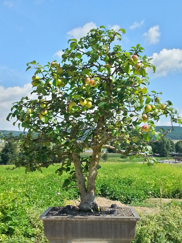 Wildapfel Sommer.jpg