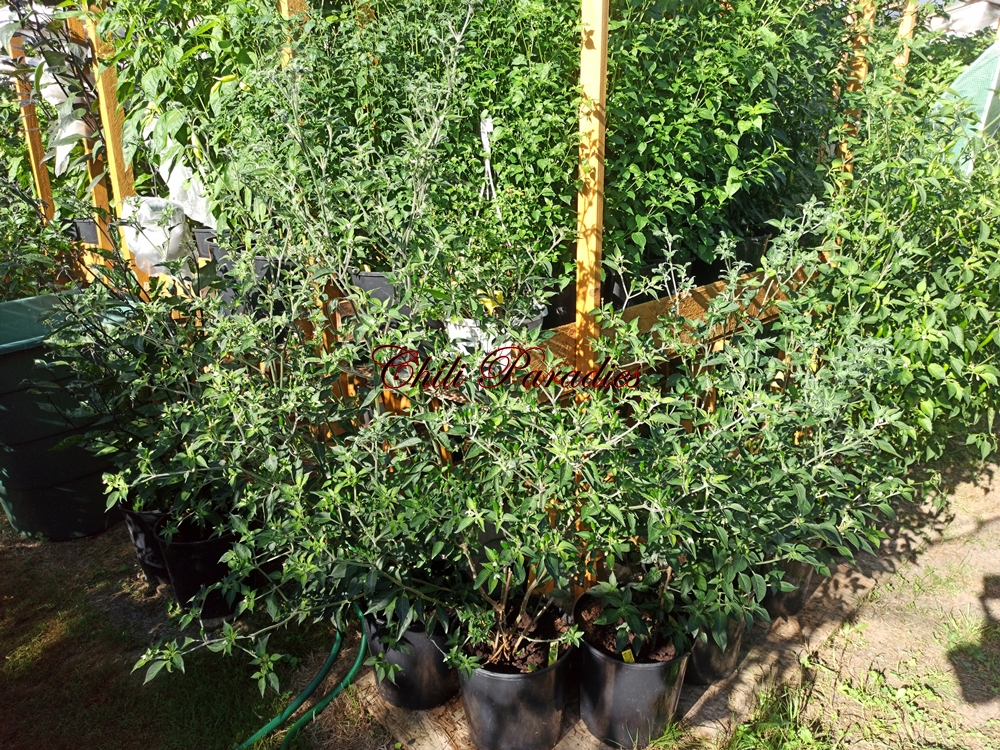 Wildchili.jpg