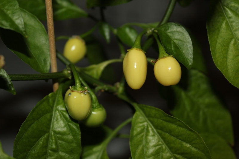 wp-beeren_swy2vz.jpg