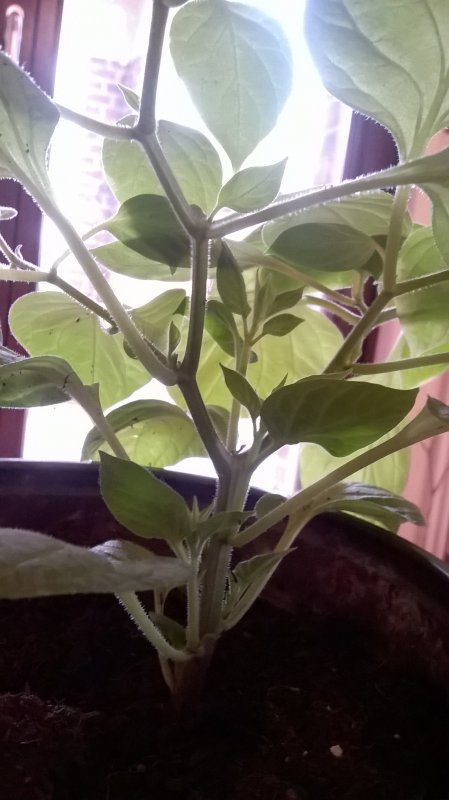 WP_20180323_15_14_56_Pro.jpg