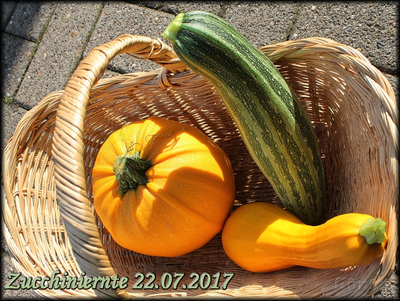 Zucchini 22072017 - Kopie.JPG