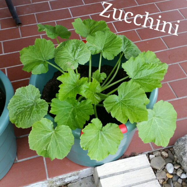 Zucchini.jpg