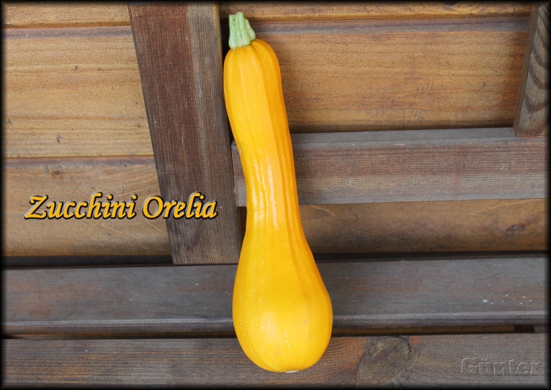 Zucchini Orelia - Kopie.JPG