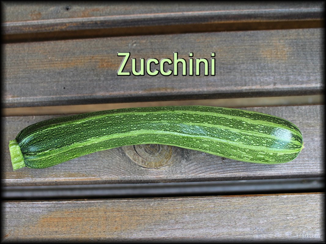 Zucchini_04072018.JPG