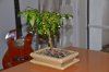 DSC_0190.JPG